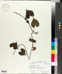 Ipomoea purpurea image