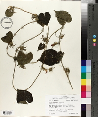 Ipomoea purpurea image