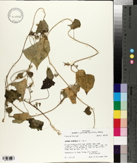 Ipomoea purpurea image