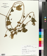 Ipomoea purpurea image