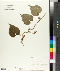 Ipomoea purpurea image