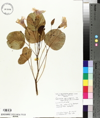 Ipomoea pes-caprae subsp. brasiliensis image