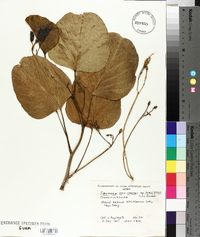 Ipomoea pes-caprae image