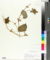 Jacquemontia tamnifolia image