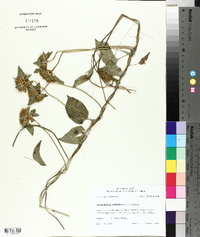 Jacquemontia tamnifolia image