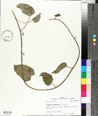 Jacquemontia tamnifolia image