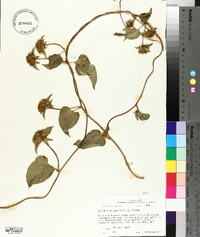 Jacquemontia tamnifolia image