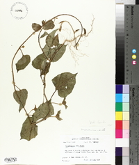 Jacquemontia tamnifolia image