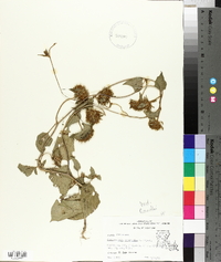 Jacquemontia tamnifolia image