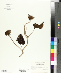 Jacquemontia tamnifolia image