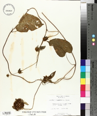 Jacquemontia tamnifolia image