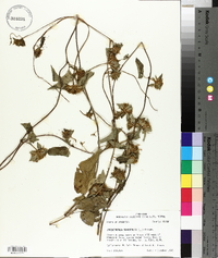 Jacquemontia tamnifolia image