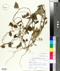 Jacquemontia tamnifolia image