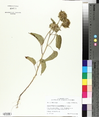 Jacquemontia tamnifolia image