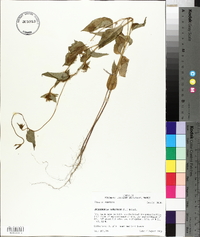 Jacquemontia tamnifolia image