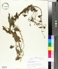 Jacquemontia tamnifolia image