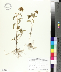 Jacquemontia tamnifolia image