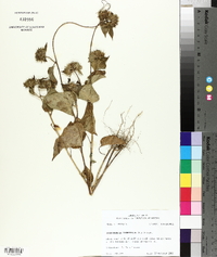 Jacquemontia tamnifolia image