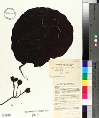 Merremia peltata image