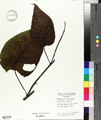 Merremia peltata image
