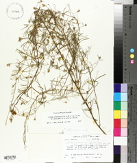 Stylisma pickeringii var. pattersonii image