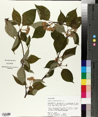 Cornus alternifolia image