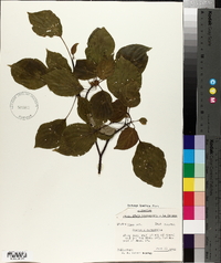 Cornus alternifolia image
