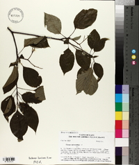 Cornus alternifolia image