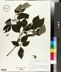 Cornus alternifolia image