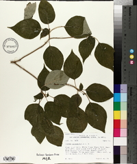 Cornus alternifolia image