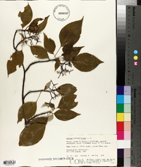 Cornus alternifolia image