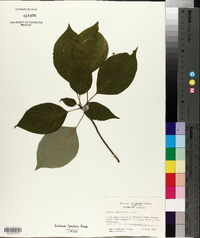 Cornus alternifolia image