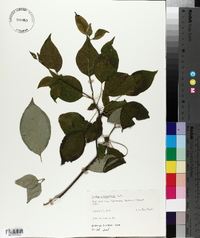 Cornus alternifolia image