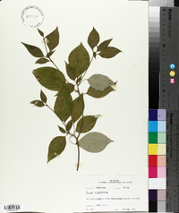 Cornus alternifolia image