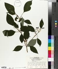 Cornus alternifolia image