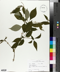 Cornus alternifolia image