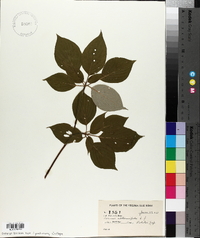 Cornus alternifolia image