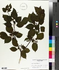 Cornus alternifolia image