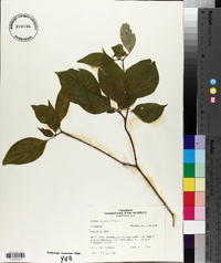 Cornus alternifolia image