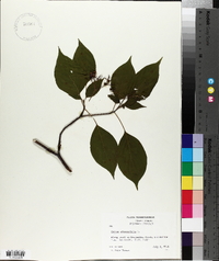 Cornus alternifolia image