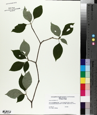 Cornus alternifolia image