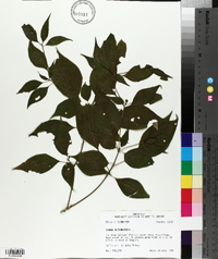 Cornus alternifolia image