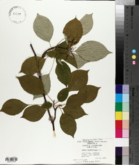 Cornus alternifolia image