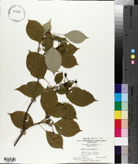 Cornus alternifolia image