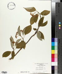 Cornus alternifolia image