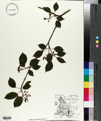 Cornus alternifolia image