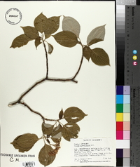 Cornus alternifolia image