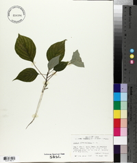 Cornus alternifolia image