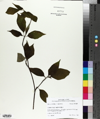 Cornus alternifolia image