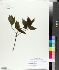 Cornus alternifolia image